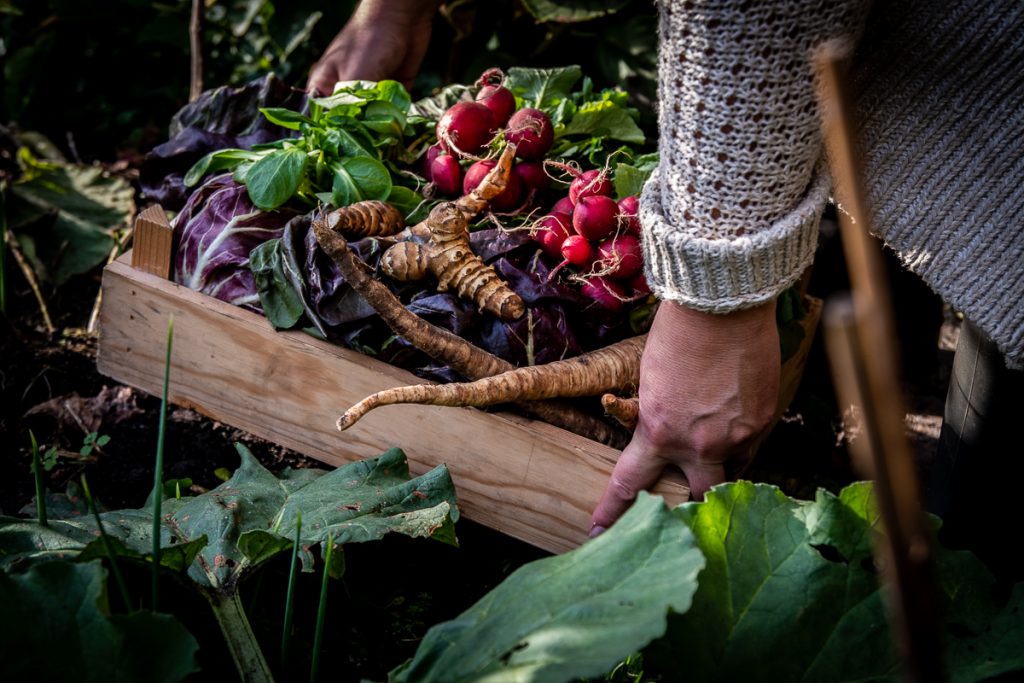 Wilde Wortels Utrecht - biologische catering en workshops & masterclasses over natuurvoeding - moestuin Westbroek